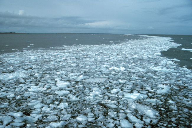 Ice along a tide rip