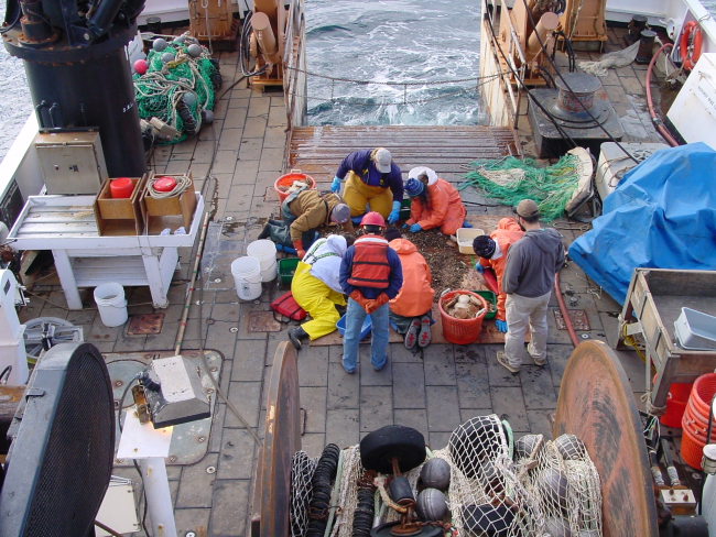 Scientists and curious crew inspect treasures from the deep brought up by abottom trawl on the NOAA Ship DELAWARE II