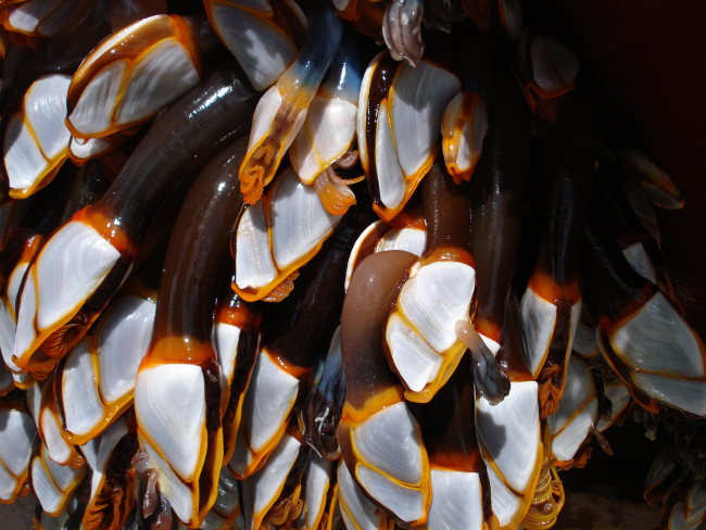 Gooseneck barnacles attached to buoy after year in ocean