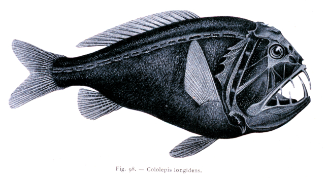 A deep sea fish: Cololepis longidens