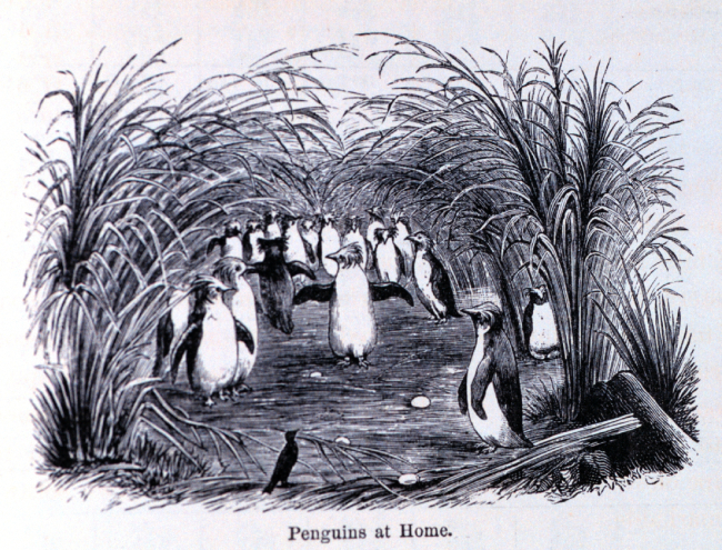 Penguins at home