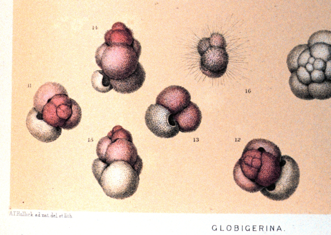 Specimens 11-16 are Globigerina rubra, d'Orbigny