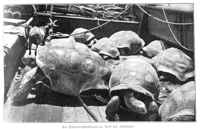 Elephant tortoise from the Seychelle Islands on board the VALDIVIA