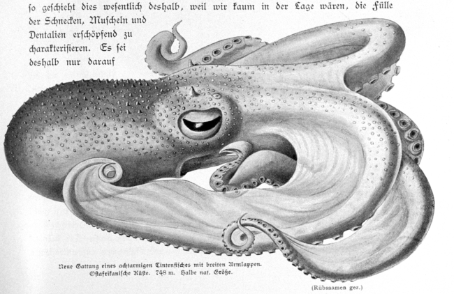 New species of eight-tentacled octopus with wide arm suckers