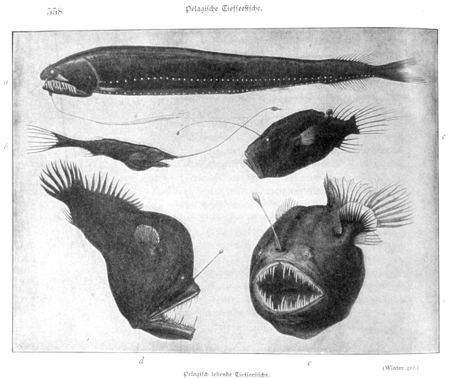 Pelagic deep sea fish