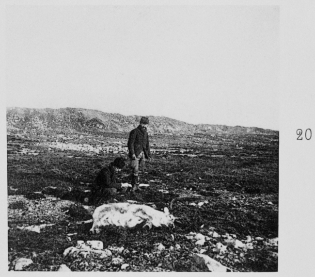 A reindeer killed at Spitzberg