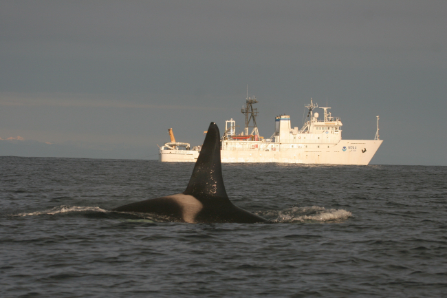 NOAA Ship McARTHUR II with resident killer whale off NW U
