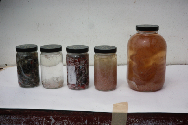 Material captured in surface plankton tows from USC&GS; Ship OCEANOGRAPHER
