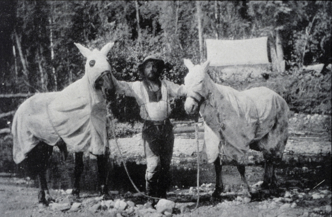 Horses and man covered for mosquitoes