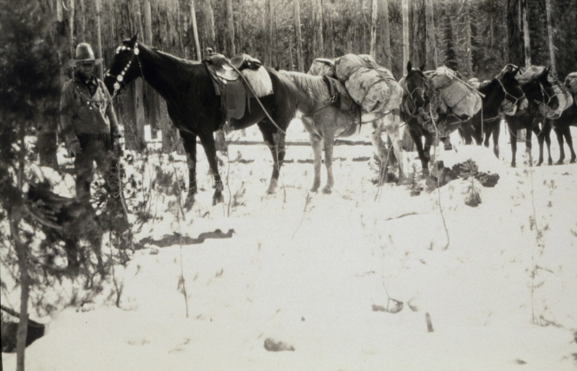 Wrangler with horses on 49th Parallel