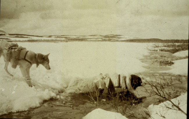 Spring reconnaissance with pack-dogs after leaving the railroad at Cantwell