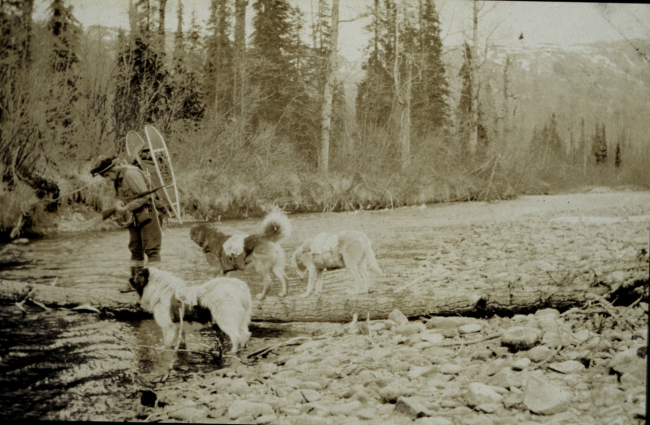 Fording a small stream with pack-dogs after leaving the railroad at Cantwell