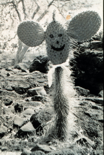 A happy face cactus in the Galapagos Islands