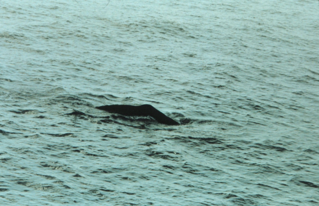 Sperm whale surfacing in the Gulf of Mexico