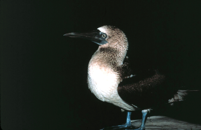 A blue-footed booby stops for a rest on the NOAA Ship RESEARCHER
