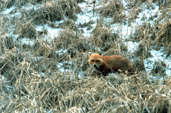 A fox in the scrub grass of an Aleutian Island