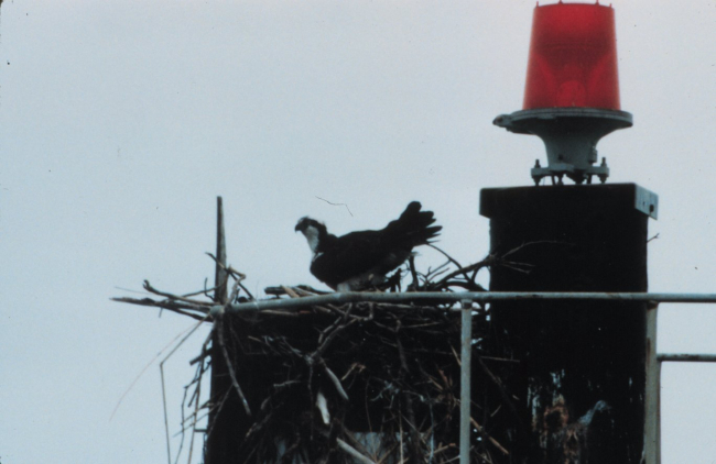 An osprey guarding its nest on a Coast Guard navigation aid