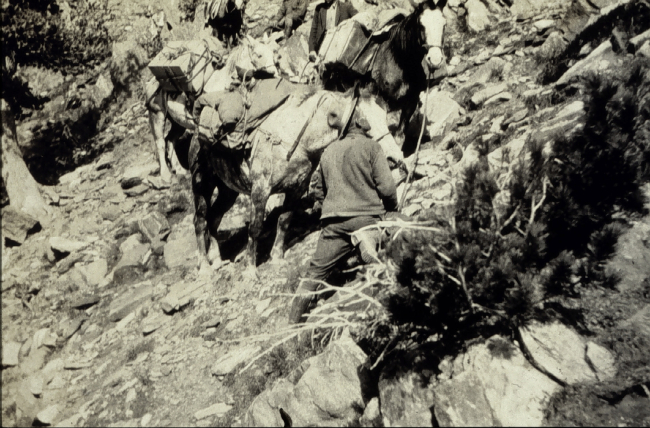 In climbing Gallatin Peak the horses took some bad rolls