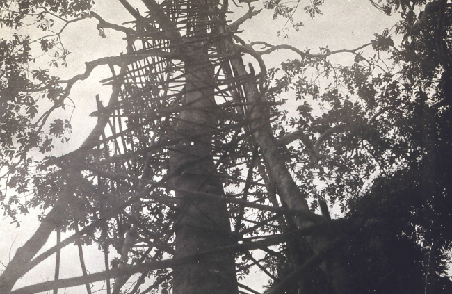 115-foot tower built around tree on Sarangani Island