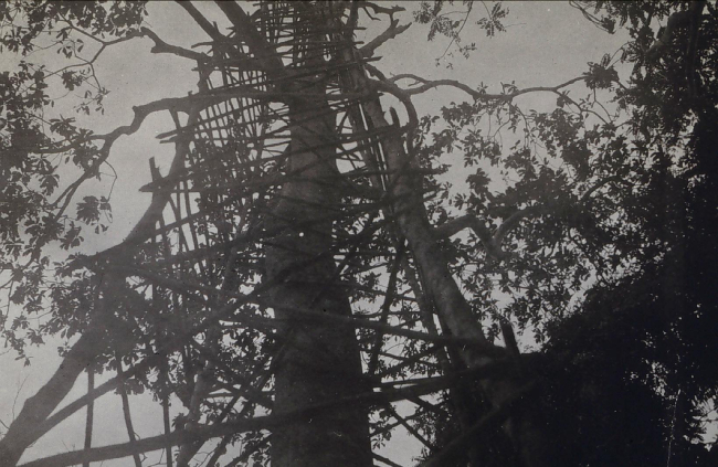 115-foot tower built around tree on Sarangani Island
