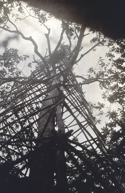 Another view of tower built around a tree on Sarangani Island