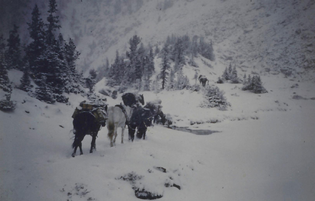 Horseback packing out of remote areas of Yellowstone - 1950