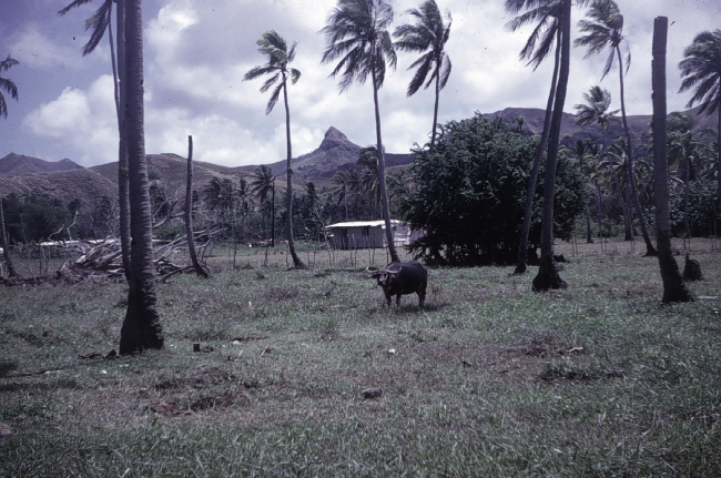 Pastoral scene on Guam