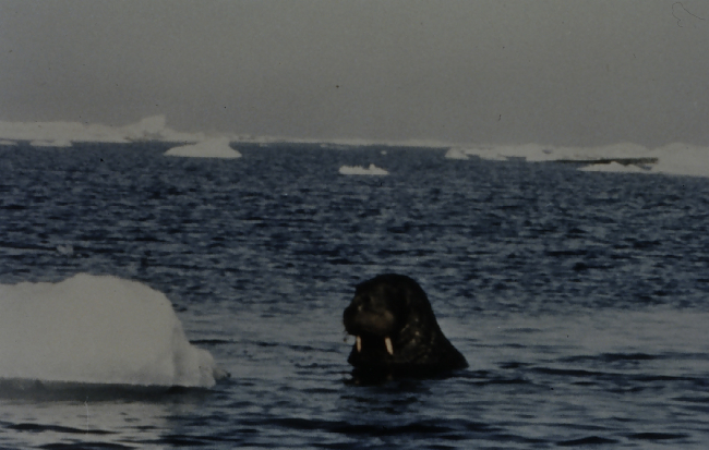 Walrus in water