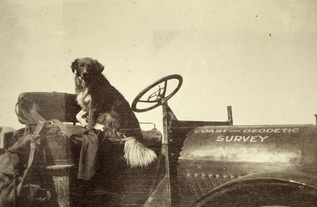 Gypsy the Watchman - or where dogs rode before pickup trucks