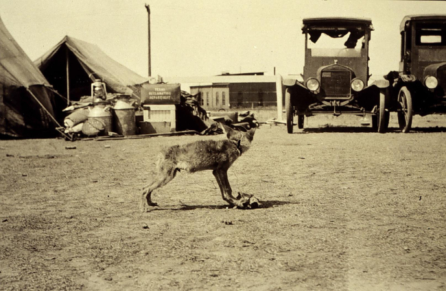 A tame coyote - party pet