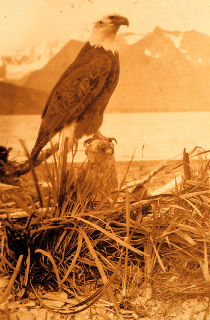 Eagle in Prince William Sound area