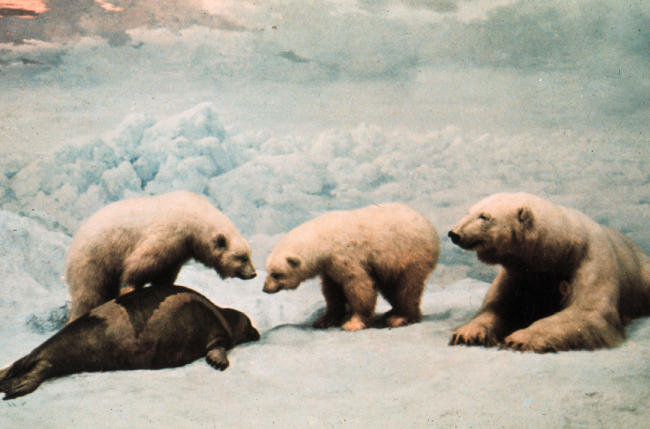 Polar bears with dead seal
