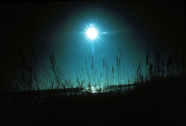 Morning sun through the sea oats