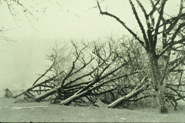 Uprooted trees caused not by a tornado but by a freak northeast gale bringing agreat dust storm to Washington and Oregon