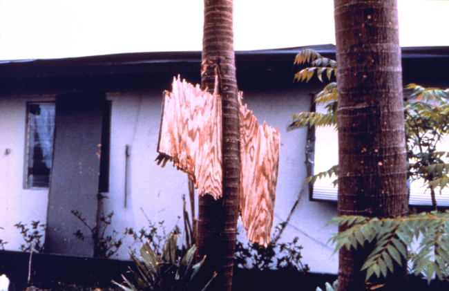 Hurricane Andrew - A piece of plywood driven through the trunk of a royal palm
