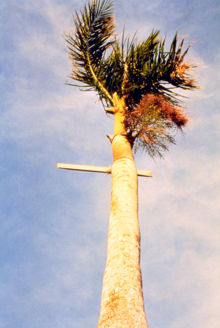 Hurricane Andrew - Closeup of 1X4 board driven through the trunk of a royal palm