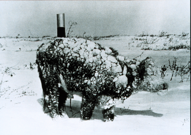 Young steer after a March blizzard