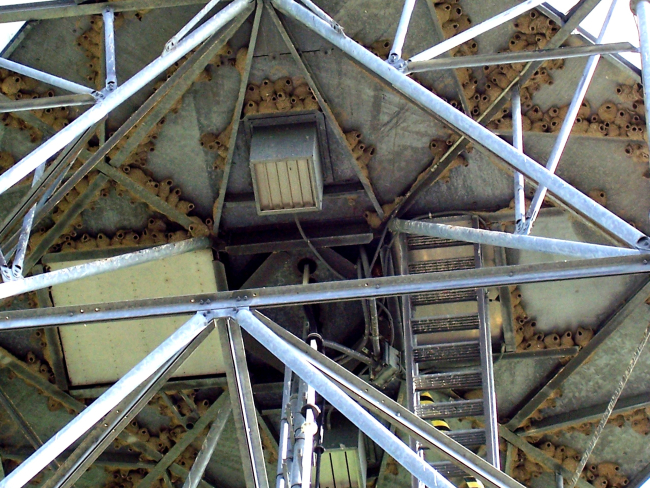 Bottom of the radome (part of pedestal structure) with many barn swallow nests