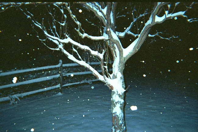 A cork-screw willow tree on a snowy evening