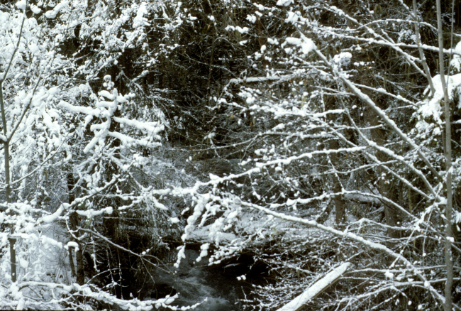 North Fork of the Little Butte Creek in a snow-draped winter wonderland
