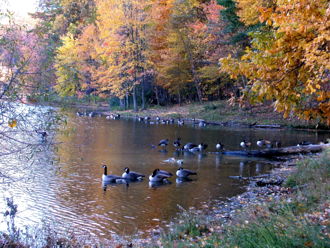 Canada geese and fall colors in a quiet cove on Clopper Lake