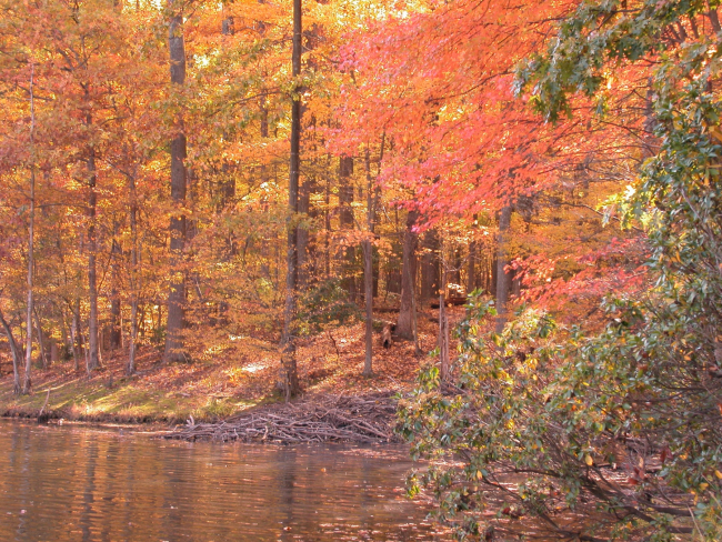 A beaver lodge and riotous fall colors on an autumn afternoon on Clopper Lake