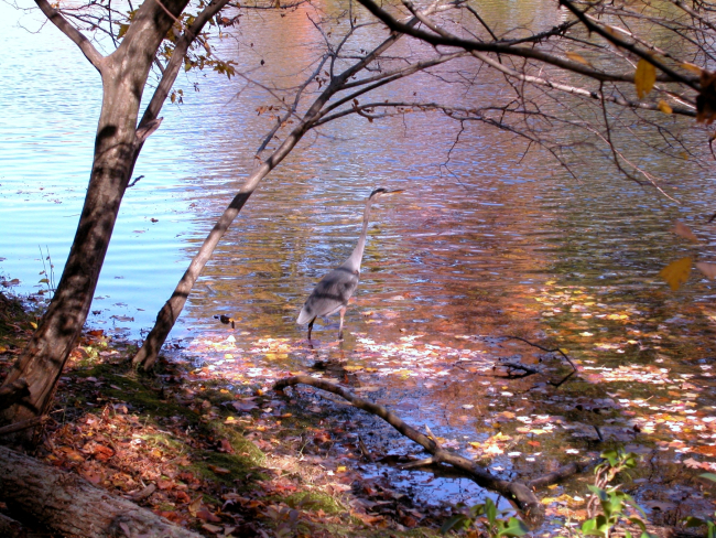 An almost perfectly camouflaged great blue heron wading in the shallows ofClopper Lake on an autumn afternoon