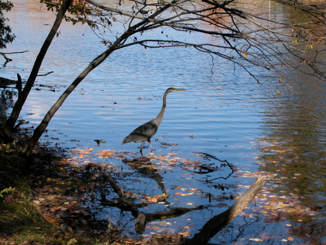 A great blue heron wading in the shallows of Clopper Lake