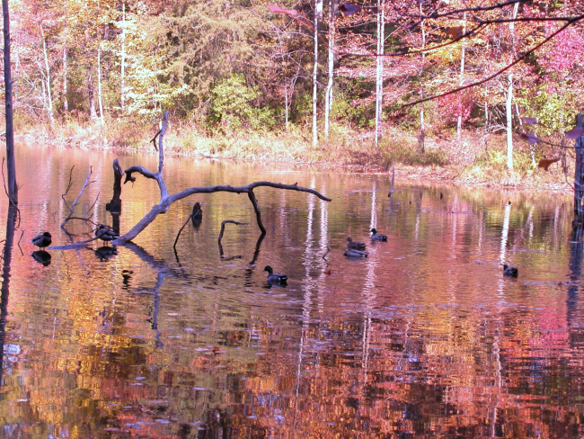 Mallard ducks floating on a reflecting cove of Clopper Lake