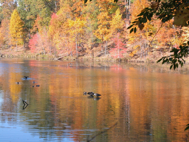 Mallards and Canada geese in a quiet cove of Clopper Lake