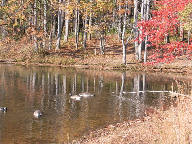 Canada geese leading the good life on Clopper Lake