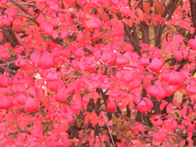 Wow!  Now those are bright red leaves!