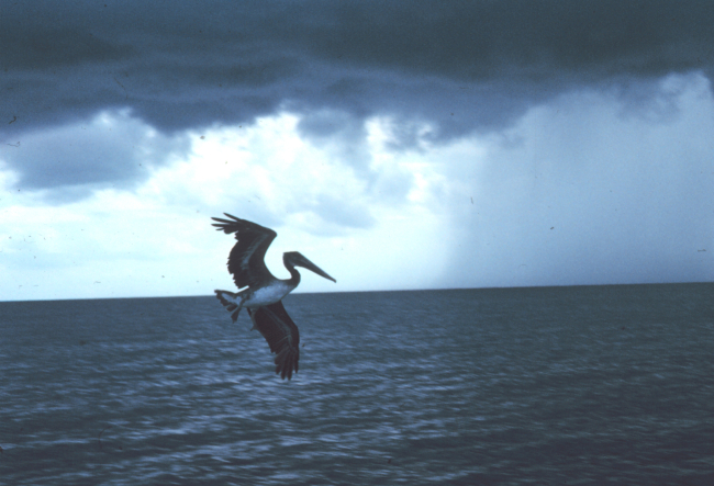 An offshore rain shower and a soaring pelican off the beach at Boca Raton