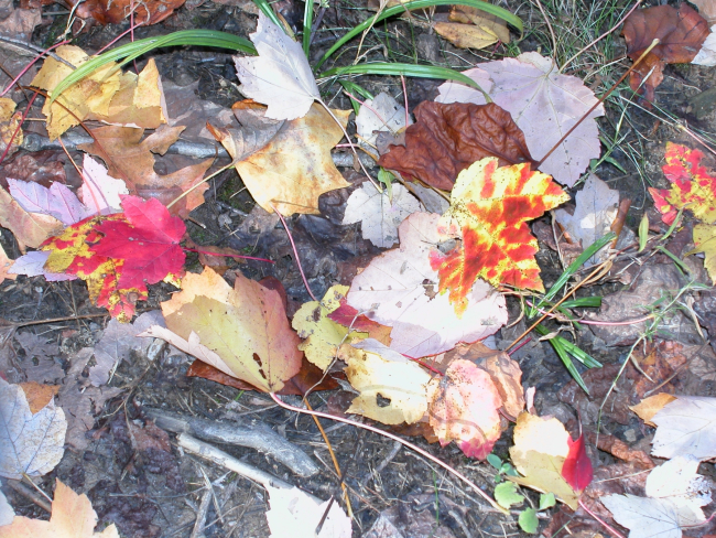 Generations of fallen leaves make a kaleidoscope of color on the forest floor